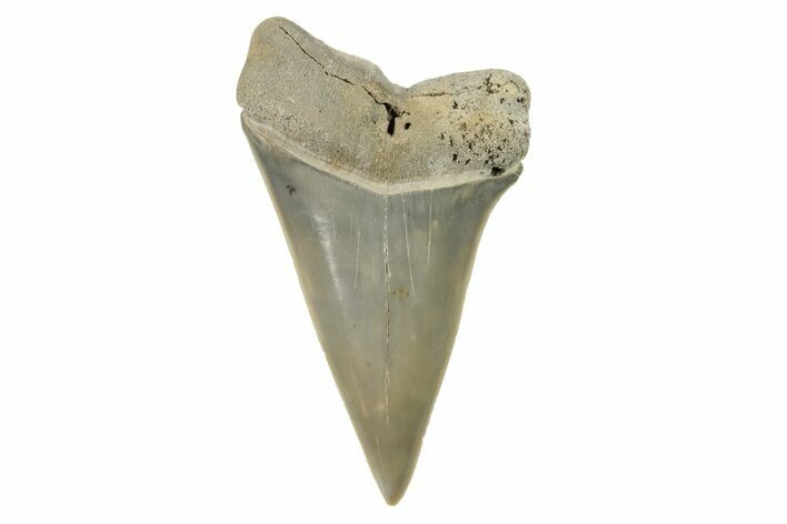 Fossil Mako Tooth - Lee Creek (Aurora), NC #294734